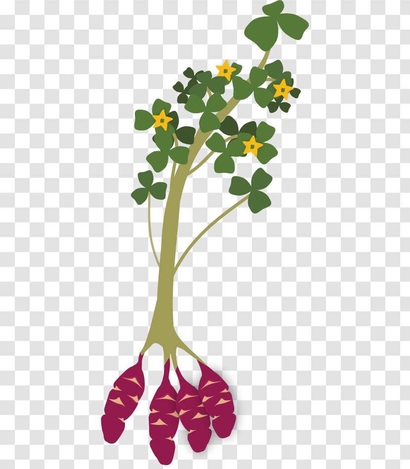 Oca Tuber Plant Stem Iron Cross Maca - Branch - Potato Transparent PNG