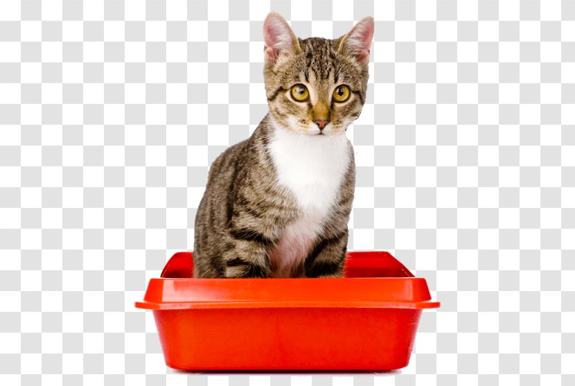 Kitten Cat Litter Trays Why Does My -? Persian Health - California Spangled Transparent PNG