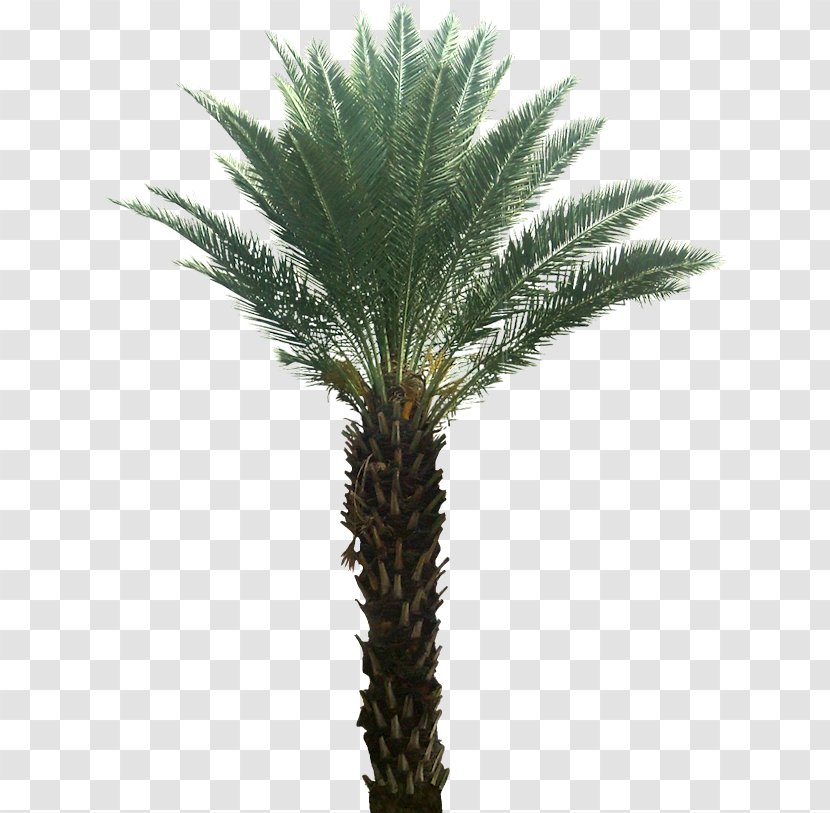 Arecaceae Attalea Speciosa Date Palm Tree Plant - Oil Palms Transparent PNG