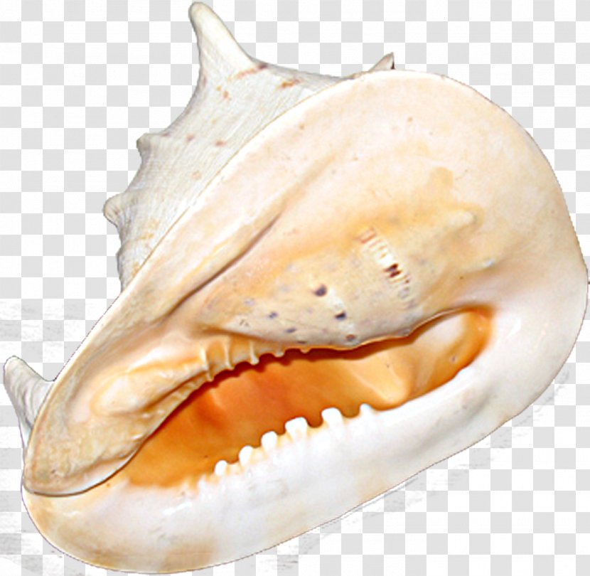 Mussel Clam Shankha Oyster Fish - Mouth - Shells Transparent PNG