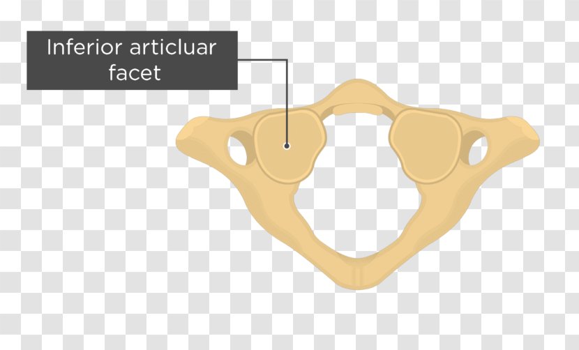 Atlas Articular Processes Cervical Vertebrae Axis - Vertebra - Occipital Vein Transparent PNG