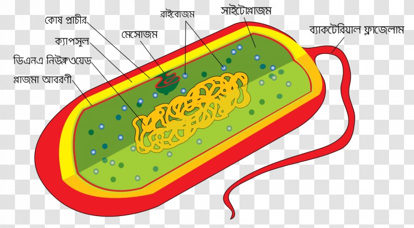 Bacterial Cell Structure Wall Prokaryote - Bacteria Transparent PNG