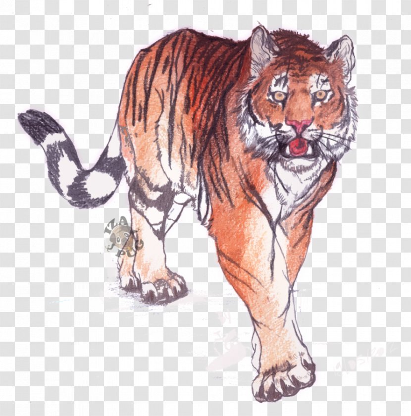 Bengal Tiger Drawing Whiskers Siberian Wildlife - Organism - Terrestrial Animal Transparent PNG