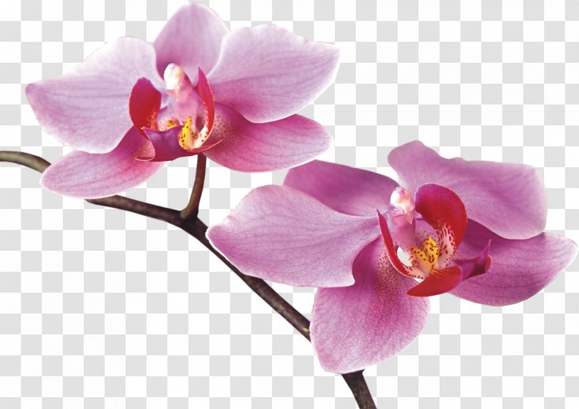 Orchids Flower Digital Image - Phalaenopsis Equestris - Orchid Transparent PNG