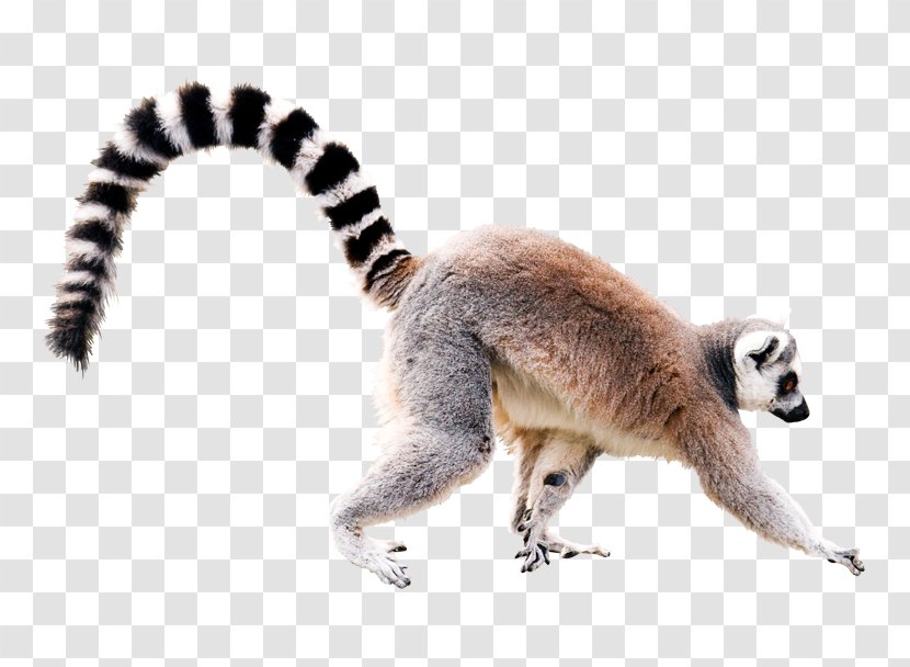 Lemurs Primate Black-and-white Ruffed Lemur Ring-tailed Stock Photography Transparent PNG
