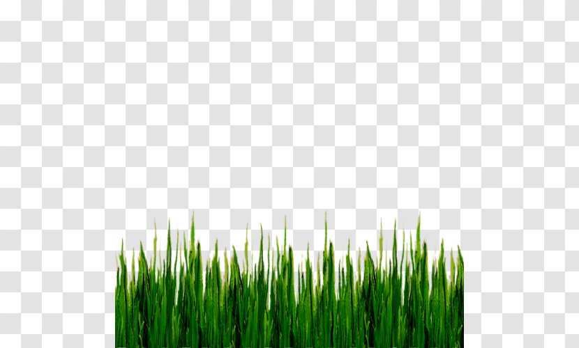Stock Photography Lawn Royalty-free Green - Field - Grass Transparent PNG