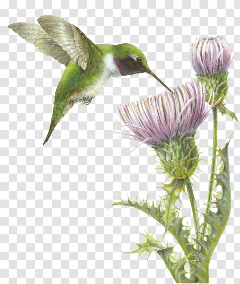 Hummingbird Fauna Flowering Plant Beak - Plants - Wildlife Photographer Jacqueline Ray Transparent PNG