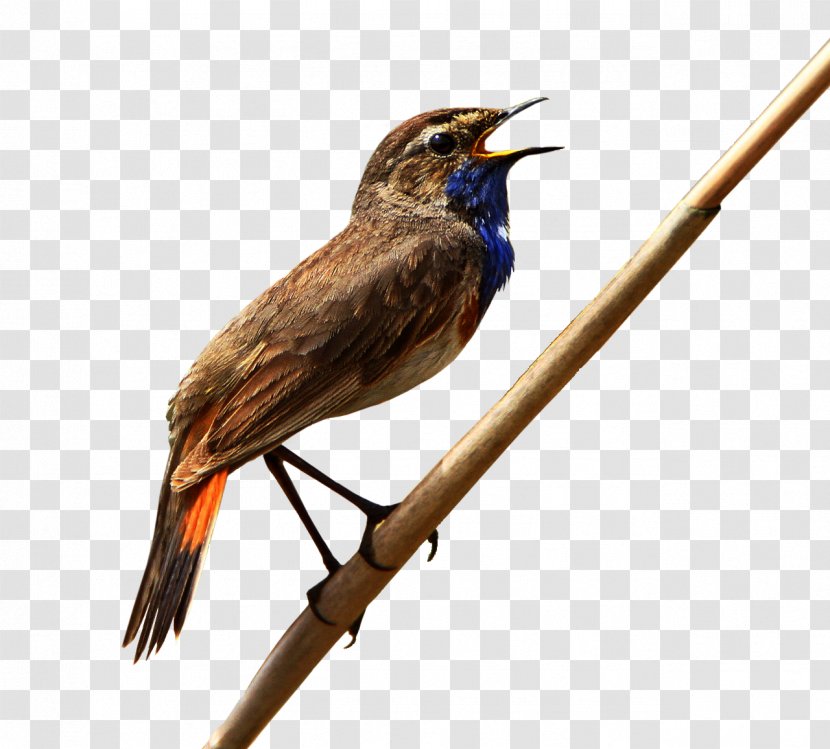 Fauna Beak Cuckoos - Nightingale - Job Transparent PNG