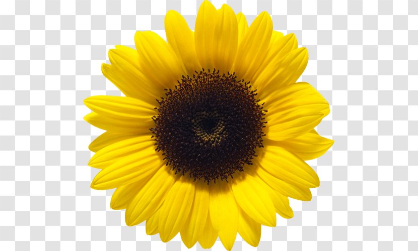 Common Sunflower Clip Art - Petal - Flowering Plant Transparent PNG