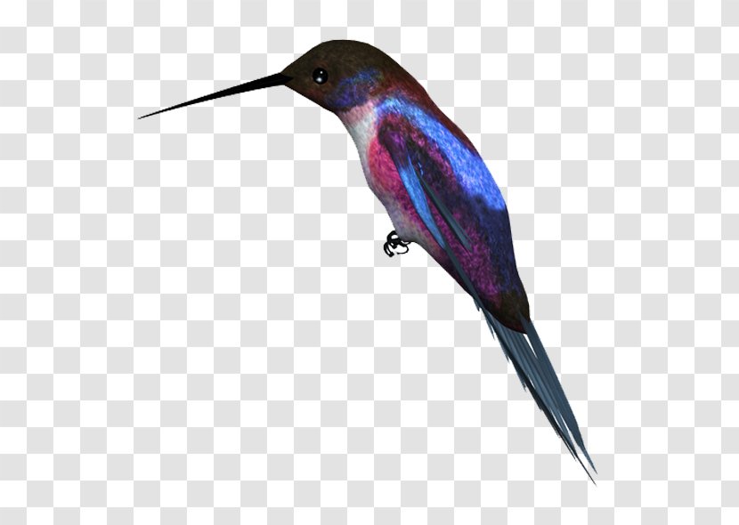 Hummingbird Kingfisher - Birds Transparent PNG