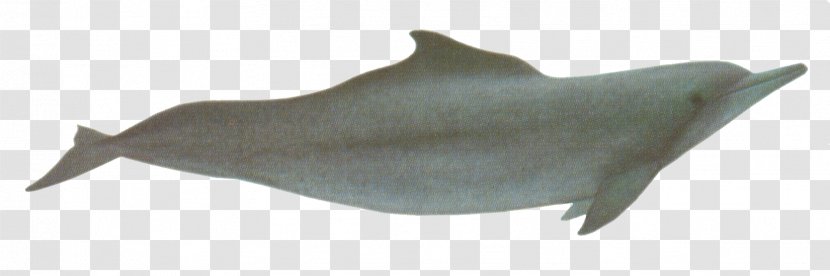 Porpoise South Asian River Dolphin Common Bottlenose Tucuxi - Atlantic Humpback - [dolphin Transparent PNG