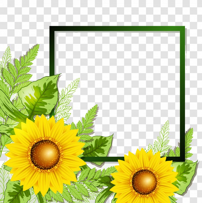 Sunflower Border - Daisy Family Transparent PNG