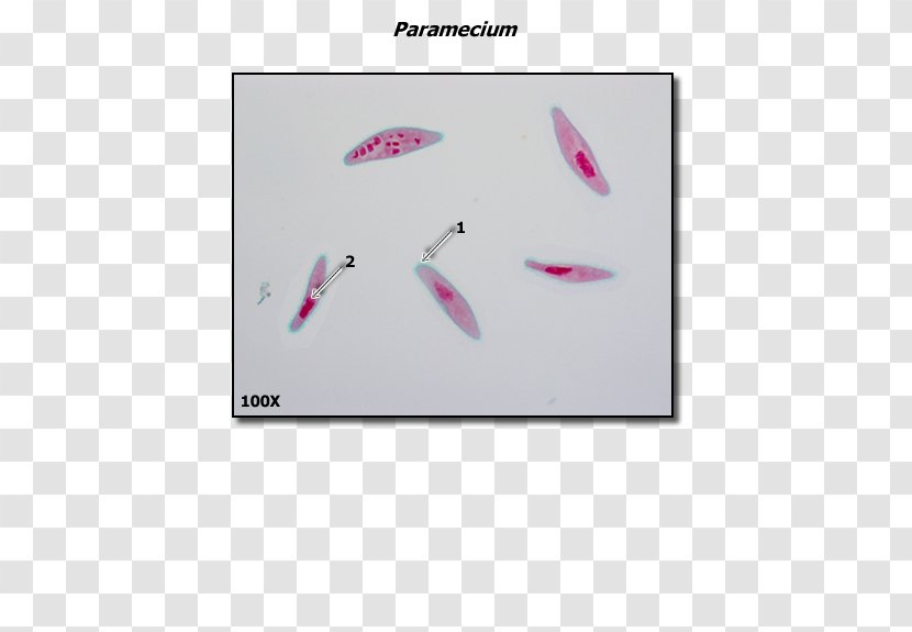 Pink M Feather Transparent PNG