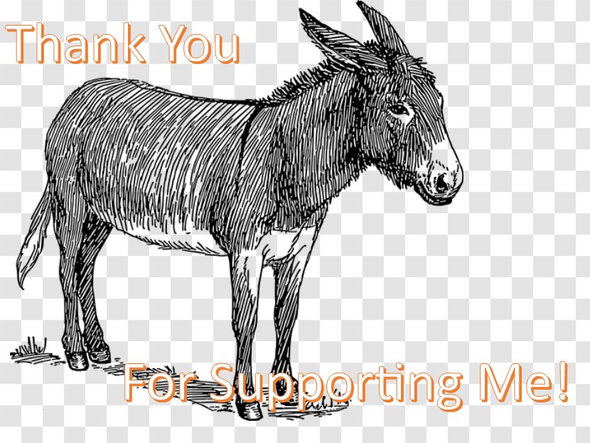 Donkey Mule Drawing Sketch Line Art - Photography Transparent PNG