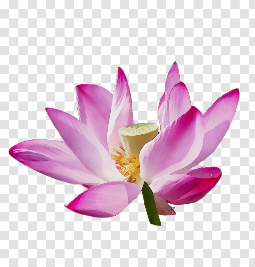 Sacred Lotus Herbaceous Plant Purple Close-up Plants Transparent PNG