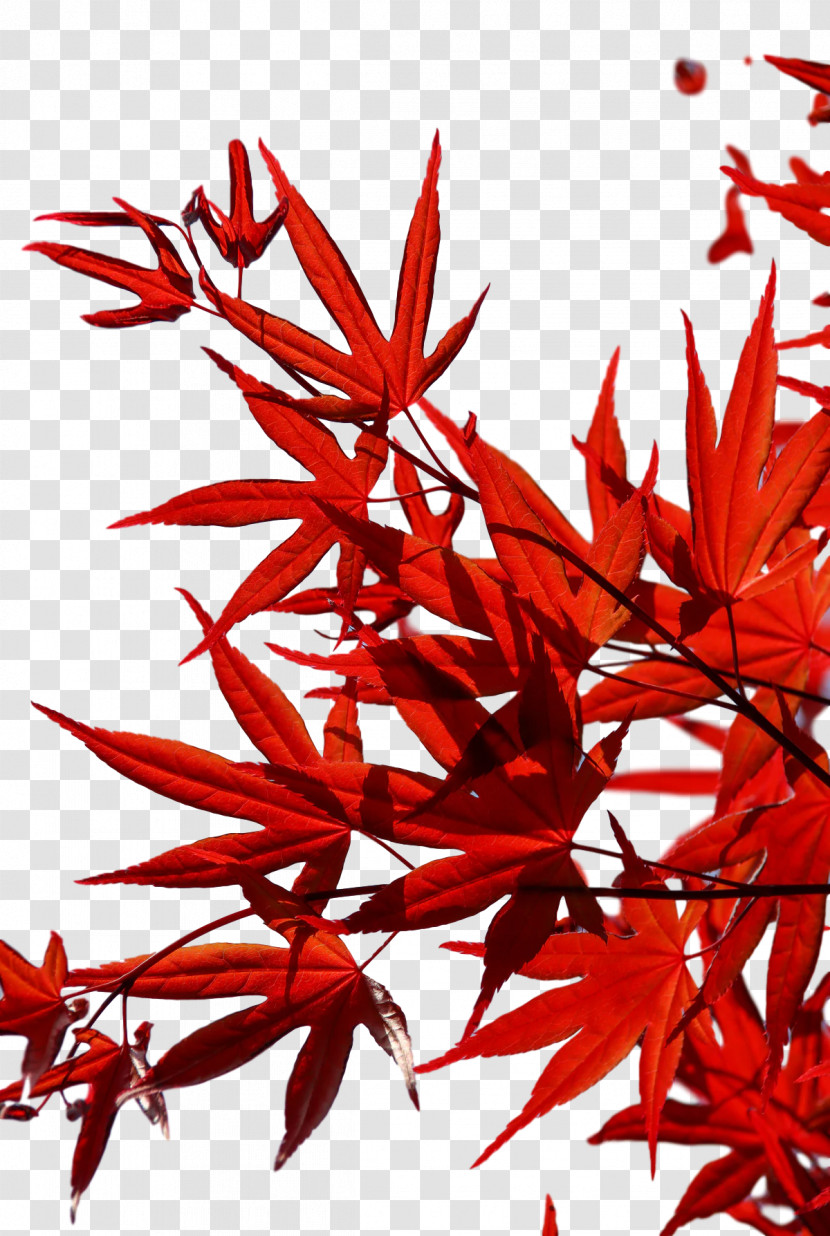 Leaf Flower Twig Maple Leaf / M Red Transparent PNG