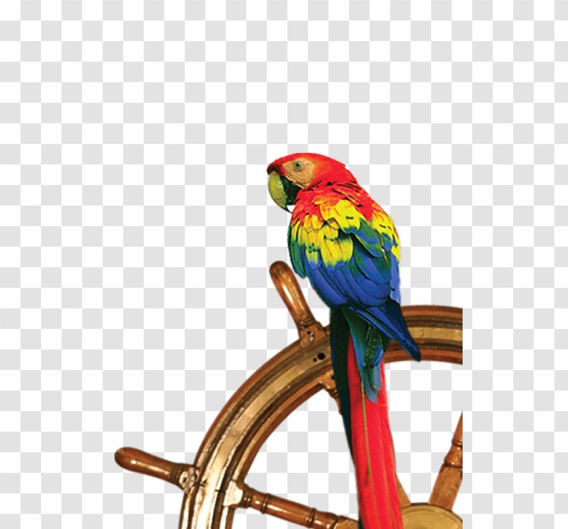 Hotel Bicaz Pirates Resort Beach Parakeet - Mamaia - Pirate Parrot Transparent PNG