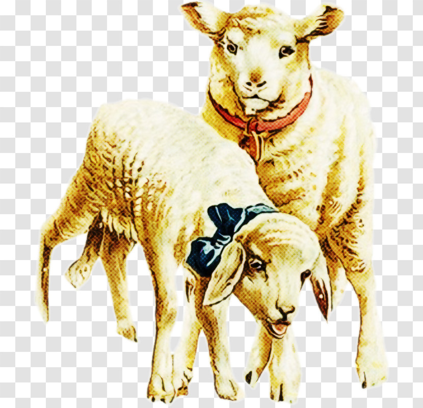 Sheep Sheep Goats Livestock Cow-goat Family Transparent PNG