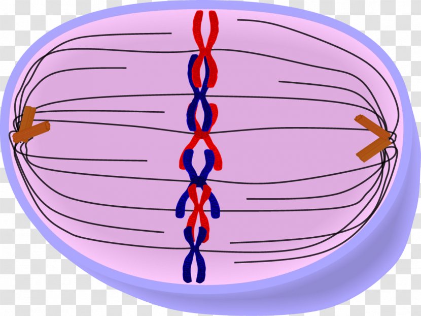 Homologous Chromosome Mitosis Metaphase Cell - Outward Diffusion Transparent PNG