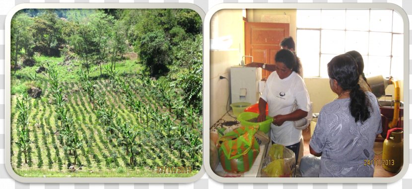 Chota, Peru Caritas Internationalis 0 Family Agriculture - Tree - Chota Transparent PNG