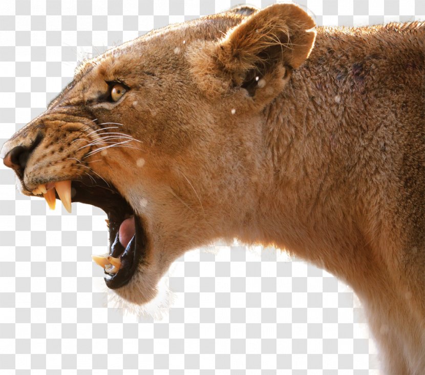 Lion's Roar Cougar - Fauna - Lion Transparent PNG
