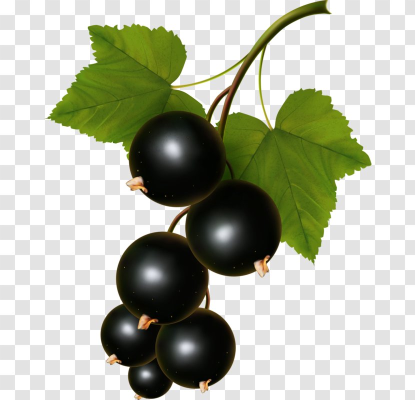 Blackcurrant Vector Graphics Clip Art Zante Currant Illustration - Stock Photography - Berries Transparent PNG