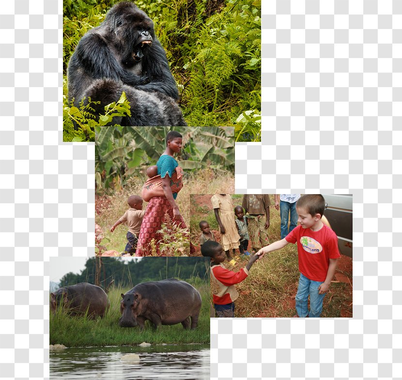 Gorilla Common Chimpanzee National Park Fauna - Primate Transparent PNG