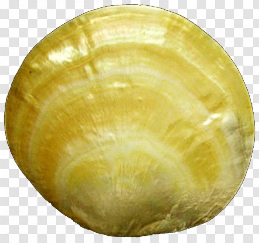 Tableware - Dishware - Seashell Transparent PNG