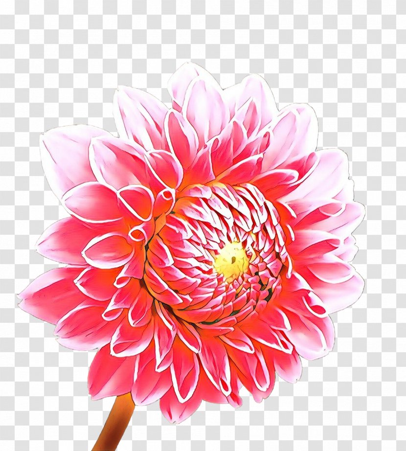 Flowers Background - Protea Family - Aster Transparent PNG