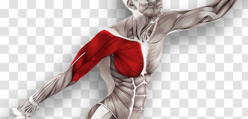 Muscle Tissue Muscular System Technique Anatomy - Hand - Massage Physical Therapy Transparent PNG