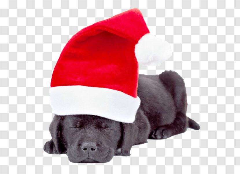 Labrador Retriever Puppy Yorkshire Terrier Santa Claus Golden - Christmas Card Transparent PNG