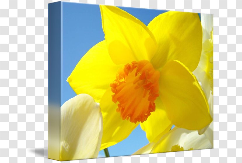 Canna Narcissus Spring Petal Cattleya Orchids - Flower Transparent PNG