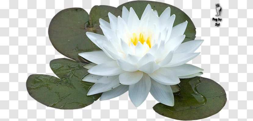 Sacred Lotus Flower Schoonheidssalon De Watertuyn Barneveld Clip Art - Water - Tube Transparent PNG