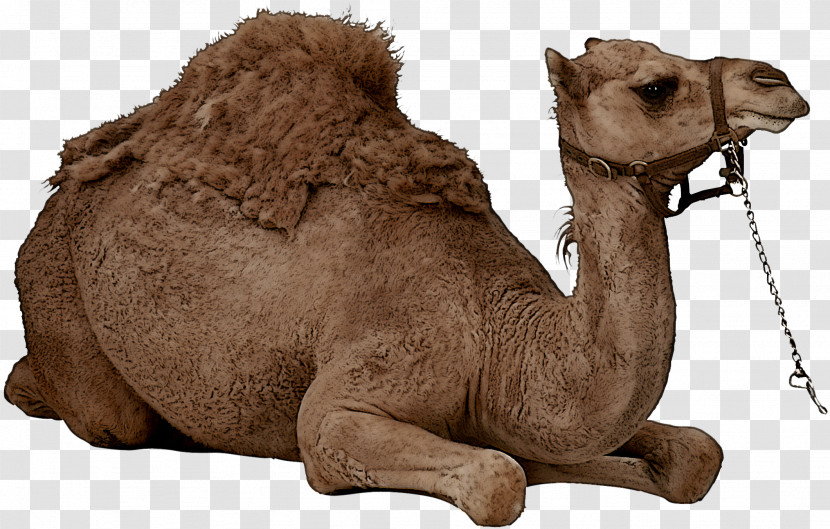 Camel Arabian Camel Camelid Bactrian Camel Animal Figure Transparent PNG
