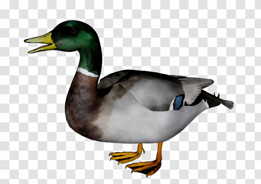 Mallard Goose Duck Fauna Beak - Water Bird Transparent PNG