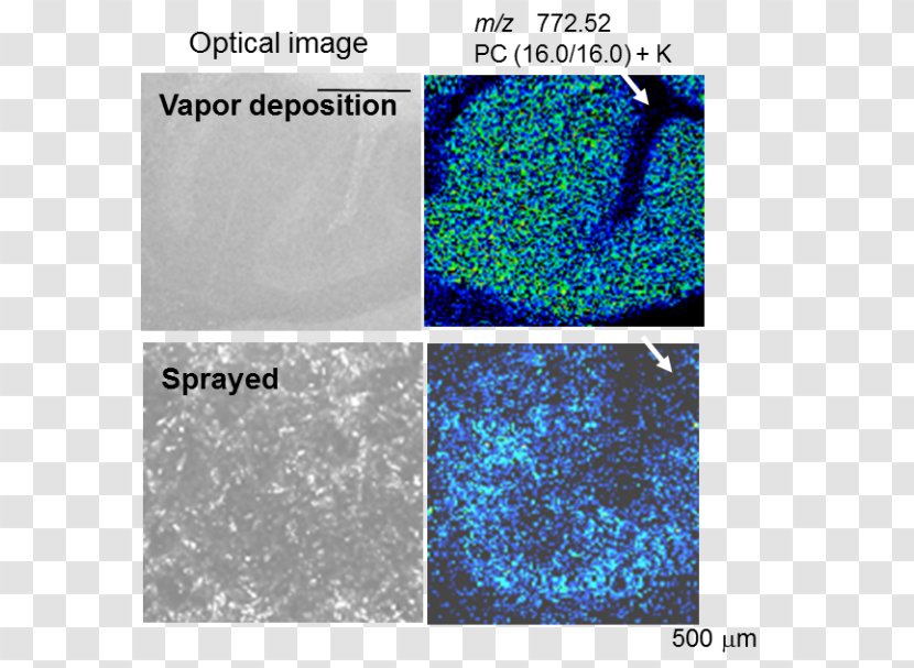 Chemical Vapor Deposition Matrix-assisted Laser Desorption/ionization Sublimation - Text - Matrixassisted Desorptionionization Transparent PNG