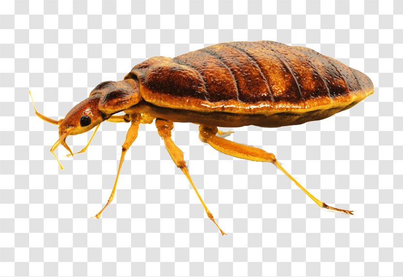 Cockroach Punaise Des Lits Bedbug Pest Control - Invertebrate Transparent PNG