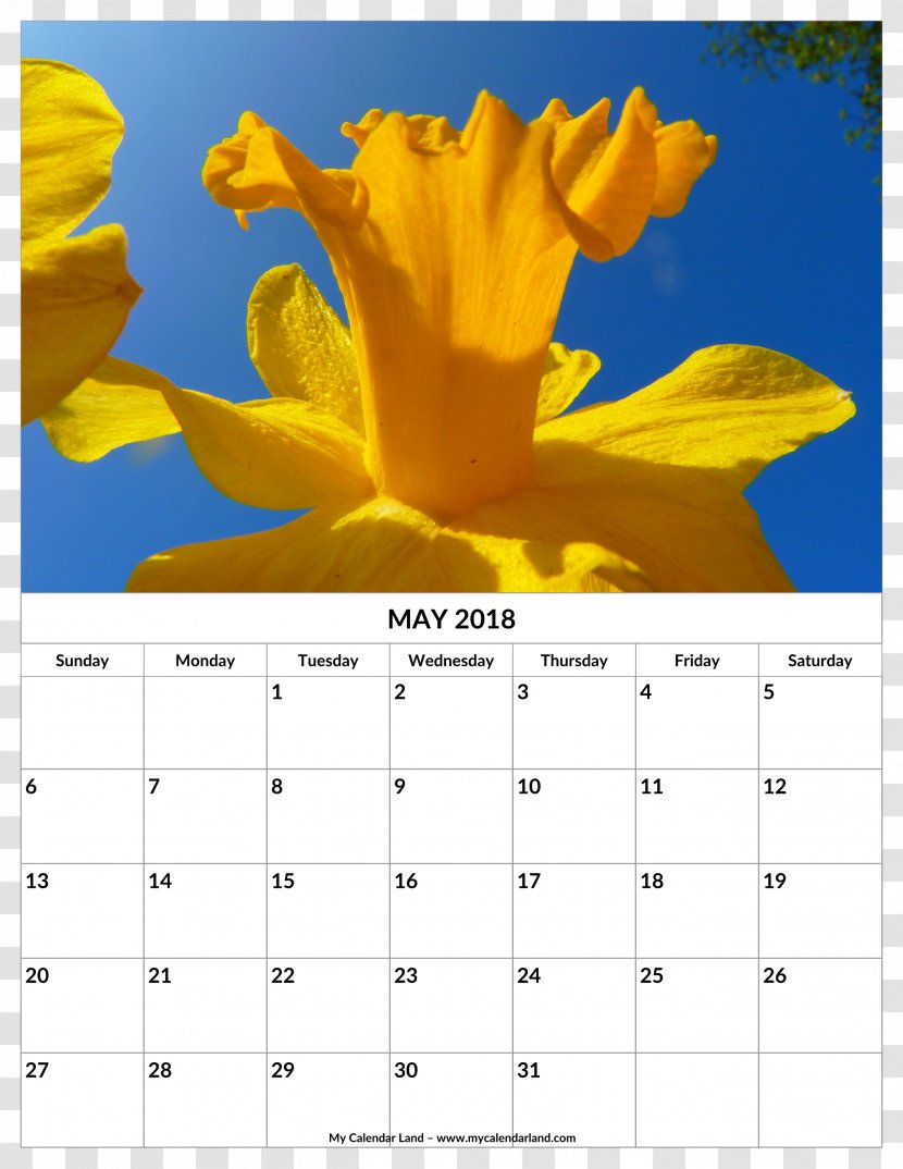 Calendar Wild Daffodil Petal Birth Flower - Month Transparent PNG
