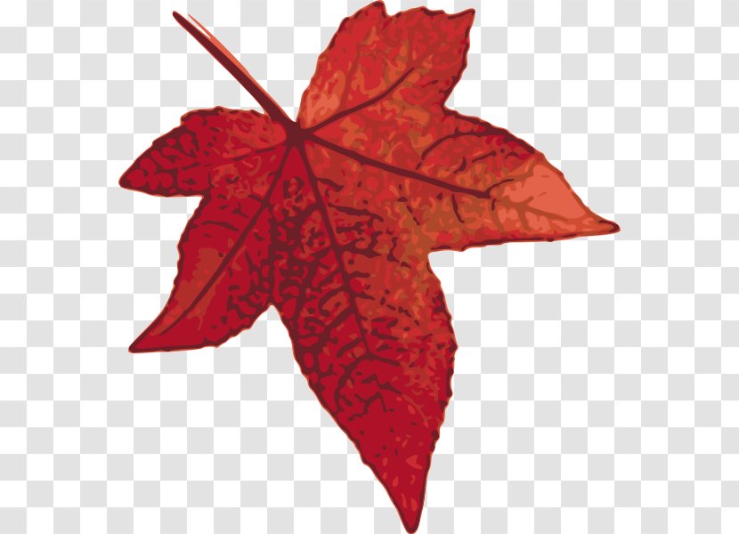 Maple Leaf Clip Art - Plant Transparent PNG