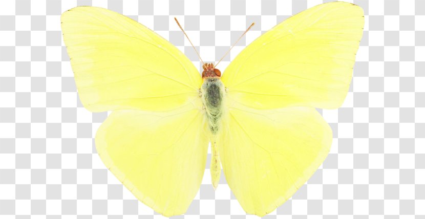 Pieridae Brush-footed Butterflies Silkworm Butterfly Moth Transparent PNG