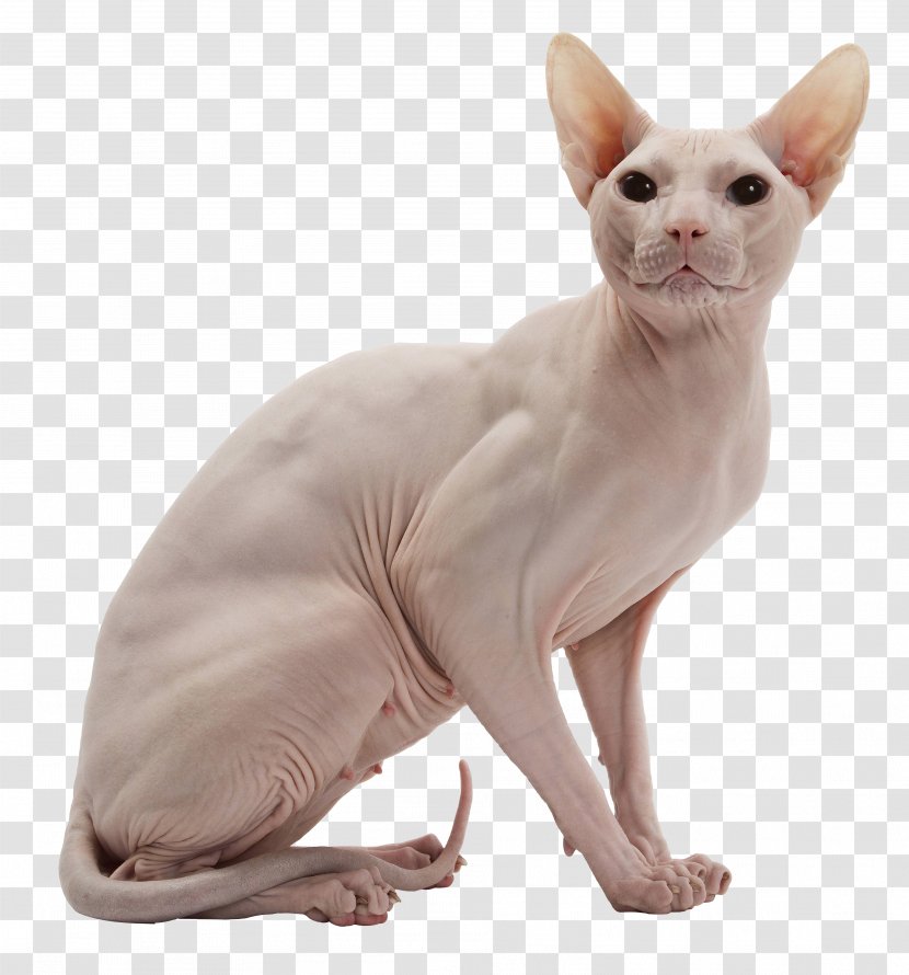Sphynx Cat Donskoy American Wirehair Kitten - Poil - Canadian Hairless _ Transparent PNG