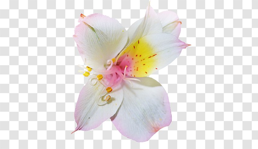 Rhododendron Flower Azalea Clip Art - Pink Transparent PNG