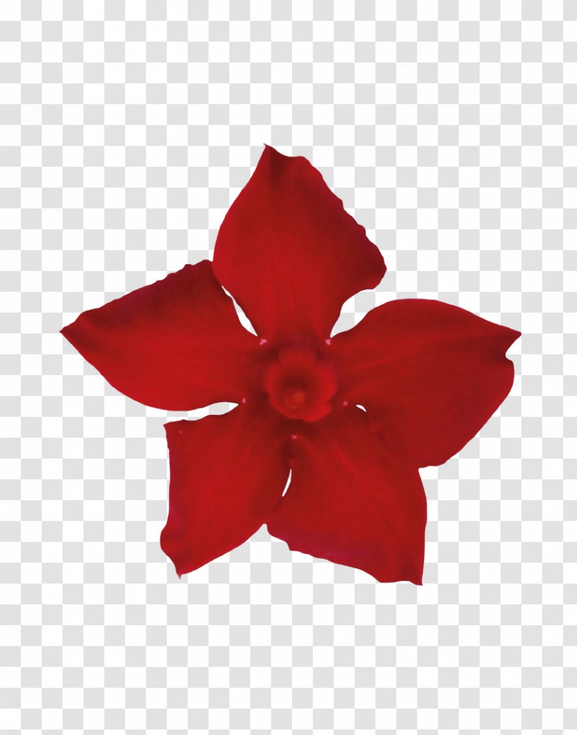 Rocktrumpet Petal Cut Flowers Sorting Algorithm - Mandevilla Sanderi Transparent PNG