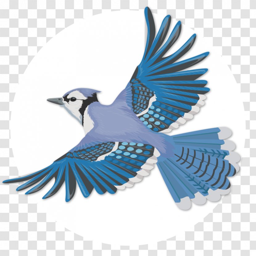Blue Jay Bird Flight Wing - Beak Transparent PNG