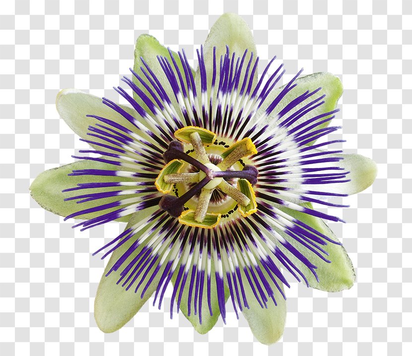 Purple Passionflower Levenspassie Nervousness Giant Granadilla Passion Fruit - Acceleration Transparent PNG