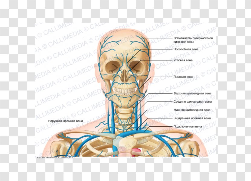 Head And Neck Anatomy Anterior Jugular Vein - Silhouette - V Jugularis Externa Transparent PNG