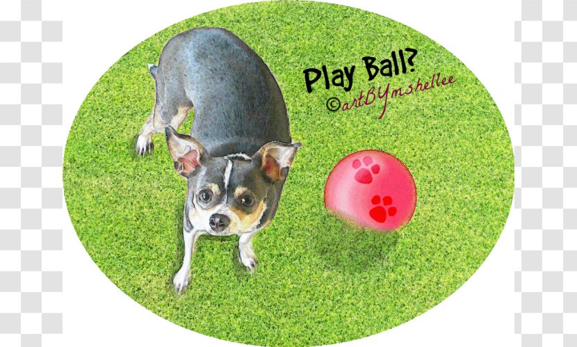 Dog Breed Chihuahua Puppy Snout - Grass - Playing Ball Transparent PNG