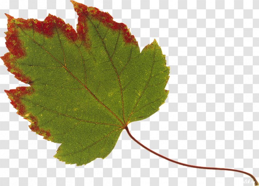 Maple Leaf Autumn Color Red - Vitis - Tree Transparent PNG