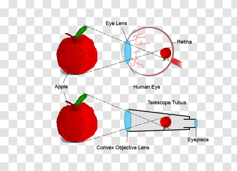 Human Eye Refracting Telescope Retina - Astronomy Transparent PNG