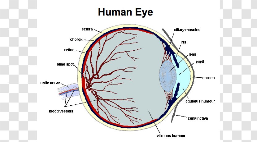 Human Eye Function Body Anatomy - Frame Transparent PNG